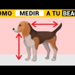 Cómo medir la altura de tu perro: Una guía completa