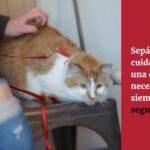 ¿Qué hacer si tu gato es atacado por un perro sin que haya sangre?