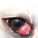 Remedios Caseros para el Ojo de Cereza en Cachorros: Guía Completa para Padres de Mascotas